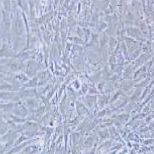 C3H/10T1/2 Clone 8 小鼠胚胎成纤维细胞
