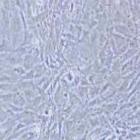 C3H/10T1/2 Clone 8 小鼠胚胎成纤维细胞