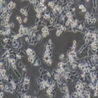 MB-49 小鼠膀胱癌细胞