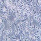 L Wnt-3A 小鼠皮下结缔组织细胞