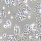 AML12 小鼠肝细胞