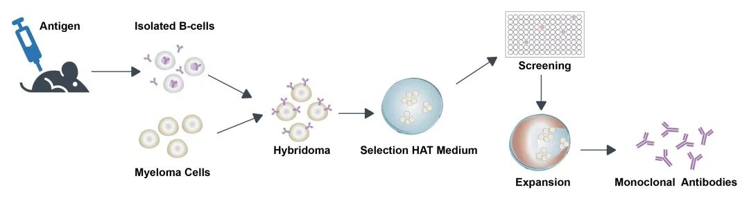 抗体人源化改造