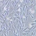 HL-1 小鼠心肌细胞