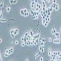 NG108-15 小鼠神经细胞瘤与大鼠神经胶质瘤之融合细胞