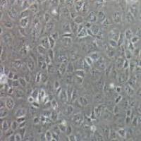 NRK-52E 大鼠肾细胞