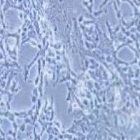 P19 小鼠畸胎瘤细胞