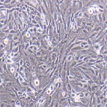 CFSC-8B 大鼠肝星形细胞