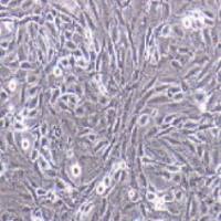 CFSC-8B 大鼠肝星形细胞