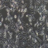 HT22 小鼠海马神经元细胞