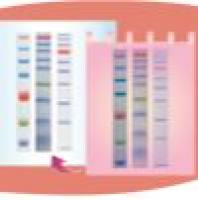 Star Ribbon 预染蛋白标准品 (40-275 kDa)