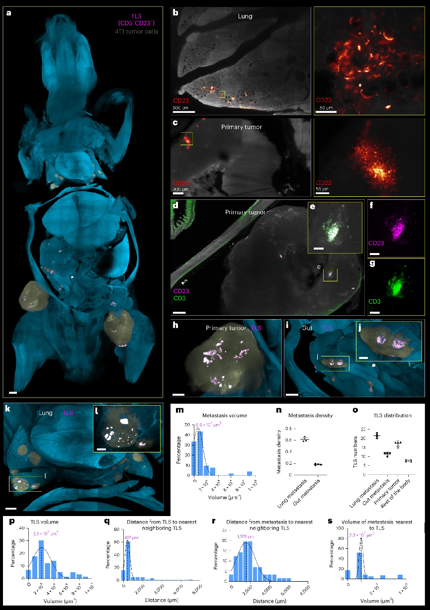 Nature Biotechnology（IF=46.9）：组织透明化技术新突破——小鼠全身免疫荧光标记结合组织透明化技术获得完整小鼠三维整体结构