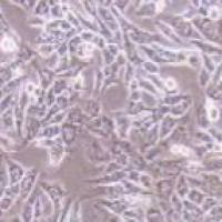 ID8 小鼠卵巢上皮癌细胞