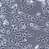 ATDC5 小鼠胚胎瘤细胞