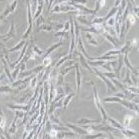 DI TNC1 大鼠脑间质细胞