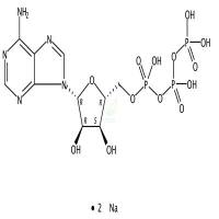 三磷酸腺苷二钠  CAS号：987-65-5