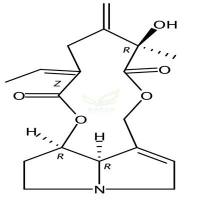 千里光菲灵碱  CAS号：480-81-9