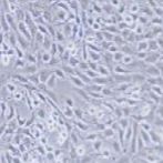 NRK-49F 正常大鼠肾细胞
