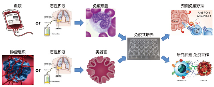环特类器官免疫疗法，助力免疫药物研发及肿瘤科研！