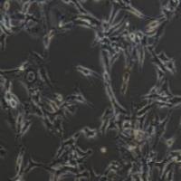 B16-F10 小鼠黑色素瘤细胞