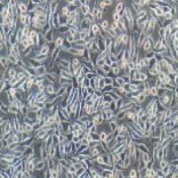 NCTC clone 929 小鼠成纤维细胞