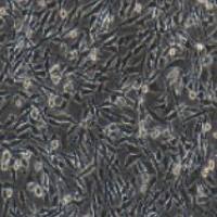 C6 大鼠脑胶质瘤细胞