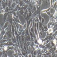 CTX 大鼠脑星形胶质细胞