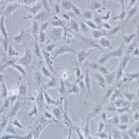 MPC-5 小鼠肾足细胞