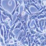 PANC02 小鼠胰腺癌细胞