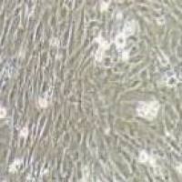 MEF 小鼠胚胎成纤维细胞