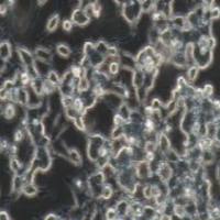 neuro-2a(N2A)小鼠脑神经瘤细胞