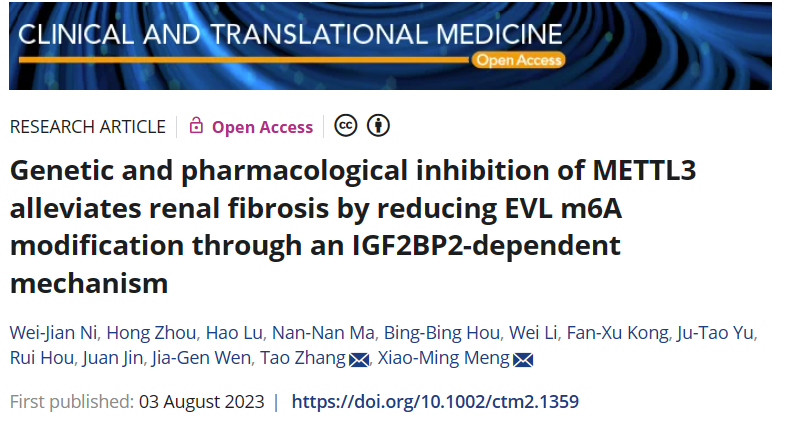 基因和药物抑制METTL3减少肾纤维化的表观遗传多组学机制研究