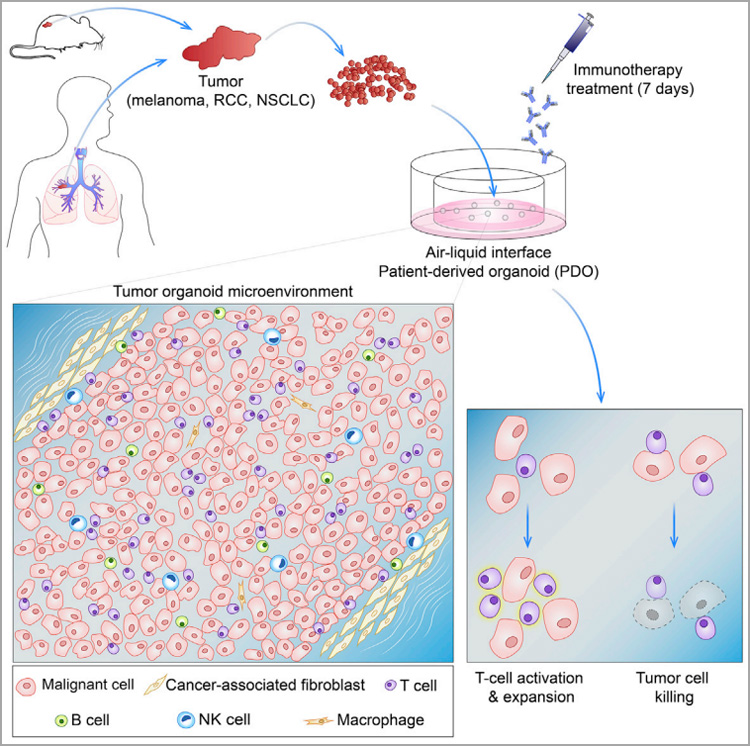 环特类器官免疫疗法，助力免疫药物研发及肿瘤科研！