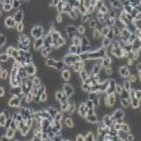 PC-12未分化 大鼠肾上腺嗜铬细胞瘤细胞 未分化