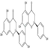 四氢穗花杉双黄酮  CAS号：48236-96-0