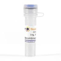 Recombinant Streptavidin