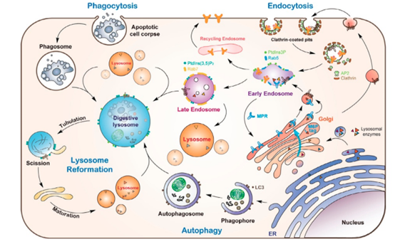 重磅 | IPHASE肝溶酶体产品研发成功！
