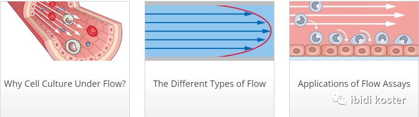 流体剪切力下细胞培养概述及解决方案