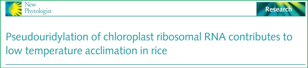 Polysome-boud RNA seq例文集锦