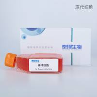 人前脂肪细胞