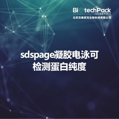sdspage凝胶电泳可检测蛋白纯度