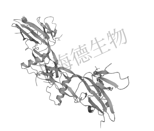 抗缪勒管激素（AMH）介绍