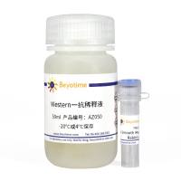 α-Smooth Muscle Actin Rabbit Polyclonal Antibody