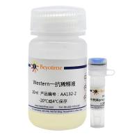 Actin抗体(smooth muscle specific,小鼠单抗)