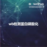 wb检测蛋白磷酸化