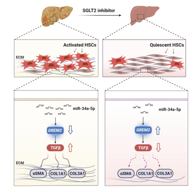 南昌大学二附院沈云峰教授团队与中山大学三附院徐芬教授团队合作成果在《Metabolism》发表