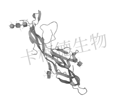 促卵泡成熟激素（FSH）和促黄体生成激素（LH）介绍