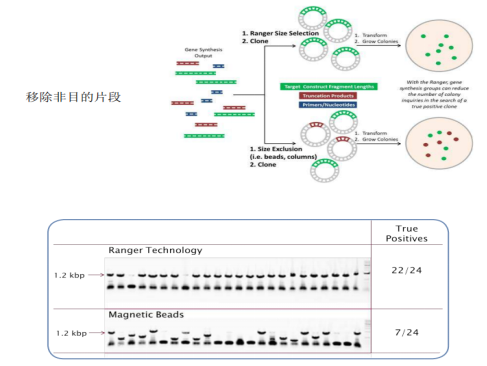 必看，用这个方法 DNA 凝胶回收，让实验事半功倍