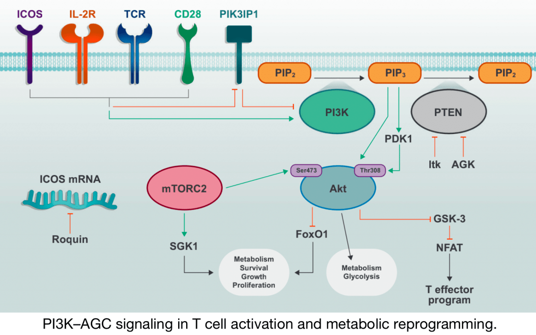PI3K-Akt 信号通路 - 企业动态 - 丁香通