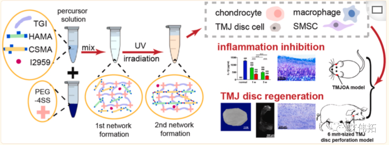 【透明质酸】用于穿孔颞下颌关节盘再生的生物激发和高强度水凝胶:构建和多效免疫调节作用