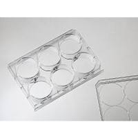 040006  in vitro scientific  6孔悬浮细胞培养板-不做TC处理